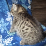 Jade, Savannah, F-7B, BST female, DOB 3-12-18