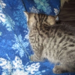 Jade, Savannah, F-7B, BST female, DOB 3-12-18