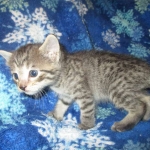 Jade, Savannah, F-7B, BST female, DOB 3-12-18