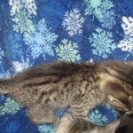 Jade, Savannah, F-7B, BST female, DOB 3-12-18