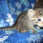 Jade, Savannah, F-7B, BST female, DOB 3-12-18