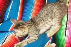 Amy, Savannah F-7B Brown (black) spotted female dob 5-23-17