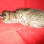 Savannah F-7B, Brown (black) spotted, Female, DOB 5-23-17