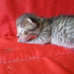 Savannah F-7B, Brown (black) spotted, Female, DOB 5-23-17