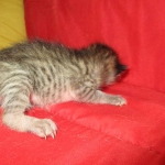 Savannah F-7B, Brown (black) spotted, Female, DOB 5-23-17