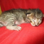 Savannah F-7B, Brown (black) spotted, Female, DOB 5-23-17