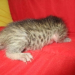 Savannah F-7B, Brown (black) spotted, Female, DOB 5-23-17