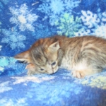 Savannah F-7B, Brown (black) spotted, Female, DOB 5-23-17