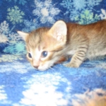 Savannah F-7B, Brown (black) spotted, Female, DOB 5-23-17