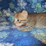 Savannah F-7B, Brown (black) spotted, Female, DOB 5-23-17