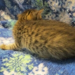 Savannah F-7B, Brown (black) spotted, Female, DOB 5-23-17