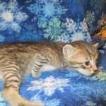 Savannah F-7B, Brown (black) spotted, Female, DOB 5-23-17