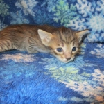 Savannah F-7B, Brown (black) spotted, Female, DOB 5-23-17