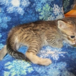 Savannah F-7B, Brown (black) spotted, Female, DOB 5-23-17