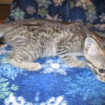 Savannah F-7B, Brown (black) spotted, Female, DOB 5-23-17