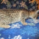 Savannah F-7B, Brown (black) spotted, Female, DOB 5-23-17