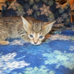 Savannah F-7B, Brown (black) spotted, Female, DOB 5-23-17