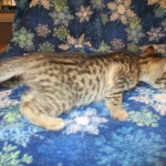 Savannah F-7B, Brown (black) spotted, Female, DOB 5-23-17