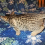 Savannah F-7B, Brown (black) spotted, Female, DOB 5-23-17