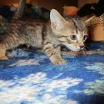 Savannah F-7B, Brown (black) spotted, Female, DOB 5-23-17