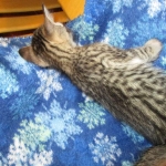 Savannah F-7B, Brown (black) spotted, Female, DOB 5-23-17