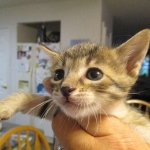 Savannah F-7B, Brown (black) spotted, Female, DOB 5-23-17