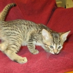 Savannah F-7B, Brown (black) spotted, Female, DOB 5-23-17