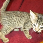 Savannah F-7B, Brown (black) spotted, Female, DOB 5-23-17