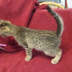 Savannah F-7B, Brown (black) spotted, Female, DOB 5-23-17