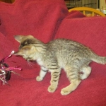 Savannah F-7B, Brown (black) spotted, Female, DOB 5-23-17