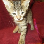 Savannah F-7B, Brown (black) spotted, Female, DOB 5-23-17