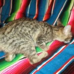 Amy, Savannah F-7B, Brown (black) spotted, Female, DOB 5-23-17