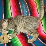 Amy, Savannah F-7B, Brown (black) spotted, Female, DOB 5-23-17