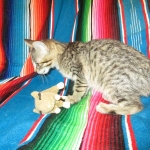 Amy, Savannah F-7B, Brown (black) spotted, Female, DOB 5-23-17