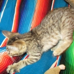 Amy, Savannah F-7B, Brown (black) spotted, Female, DOB 5-23-17