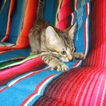 Amy, Savannah F-7B, Brown (black) spotted, Female, DOB 5-23-17