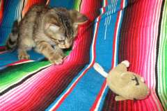 Thundercat, Savannah F-7B Brown (black) spotted male DOB 5-23-17