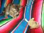 Thundercat, Savannah F-7B Brown (black) spotted male DOB 5-23-17
