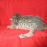 Savannah, F-7B, Male, Brown Spotted, DOB 5-23-17