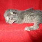 Savannah, F-7B, Male, Brown Spotted, DOB 5-23-17