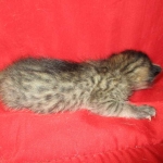 Savannah, F-7B, Male, Brown Spotted, DOB 5-23-17