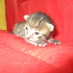 Savannah, F-7B, Male, Brown Spotted, DOB 5-23-17