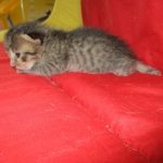 Savannah, F-7B, Male, Brown Spotted, DOB 5-23-17