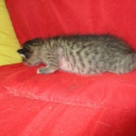 Savannah, F-7B, Male, Brown Spotted, DOB 5-23-17