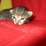 Savannah, F-7B, Male, Brown Spotted, DOB 5-23-17