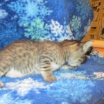 Savannah, F-7B, Male, Brown Spotted, DOB 5-23-17