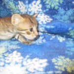 Savannah, F-7B, Male, Brown Spotted, DOB 5-23-17