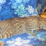 Savannah, F-7B, Male, Brown Spotted, DOB 5-23-17