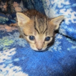 Savannah, F-7B, Male, Brown Spotted, DOB 5-23-17