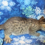 Savannah, F-7B, Male, Brown Spotted, DOB 5-23-17